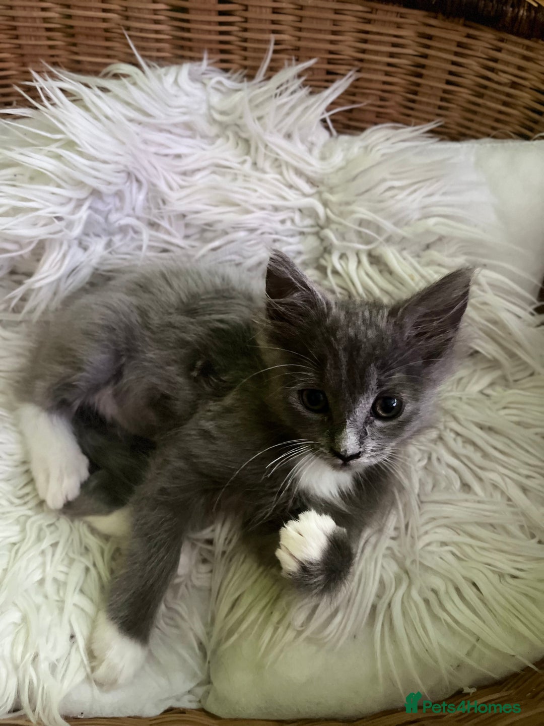 Maine Coon cats for sale: 5 Generation pedigree BLACK SMOKE kittens  - Image 33