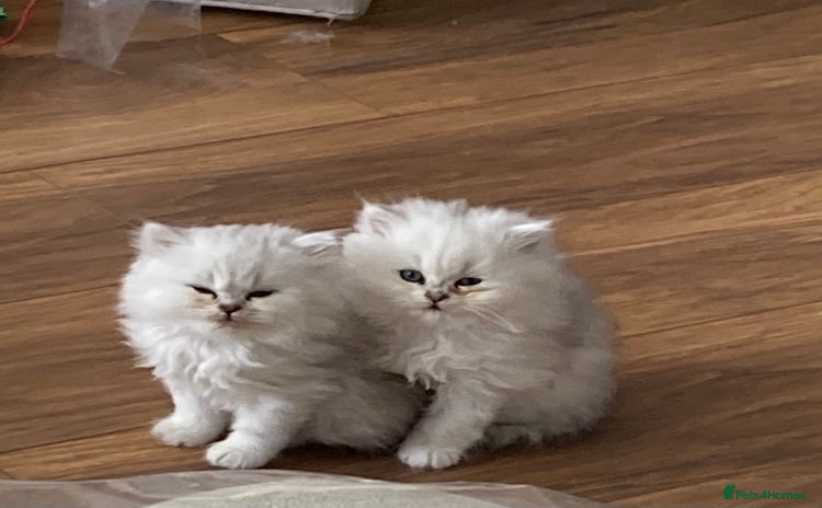 Persian cats - Advert 4