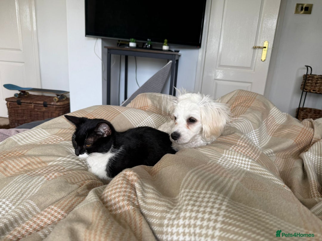 Mixed Breed cats for sale: 6 kittens from Lilly - Image 3
