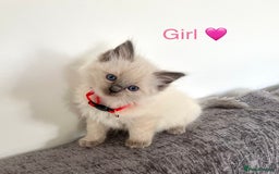 Ragdoll cats for sale: Purebred Blue Point Ragdoll Kittens 🐾 - Image 6
