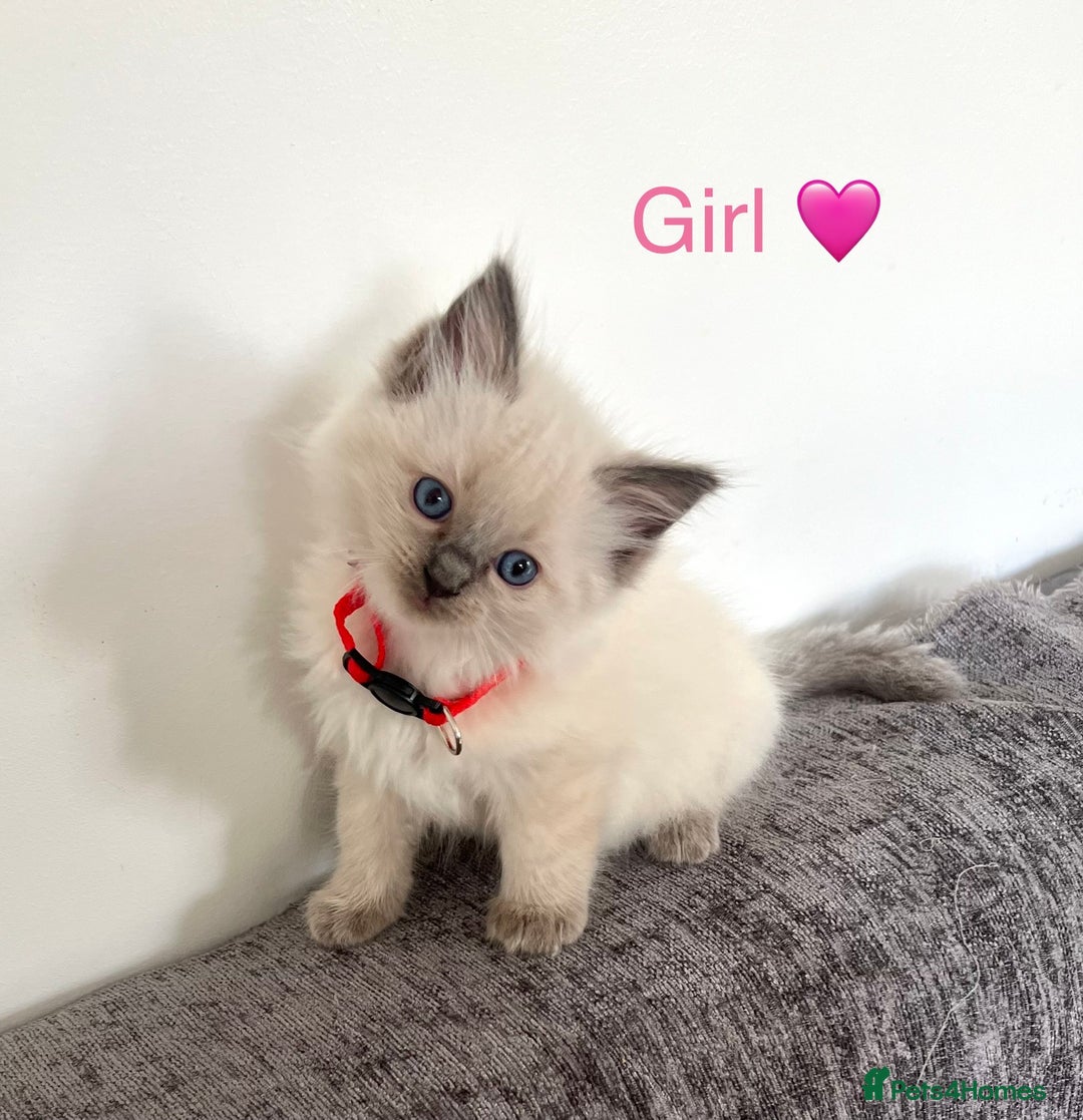 Ragdoll cats for sale: Purebred Blue Point Ragdoll Kittens 🐾 - Image 6
