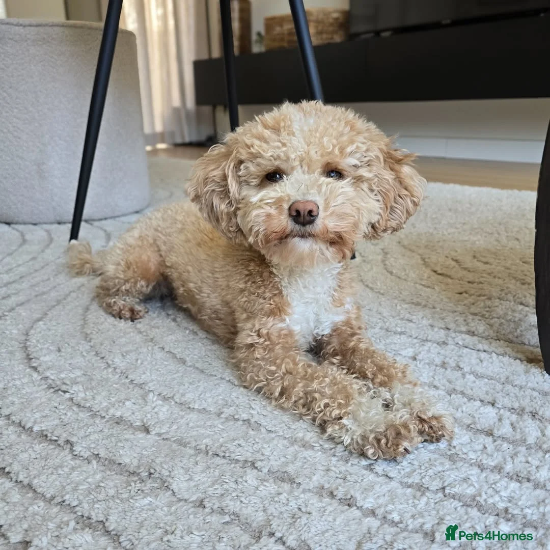 Havapoo dogs for sale: Beautiful Havapoo Puppy For rehome in Stockport - Advert 4