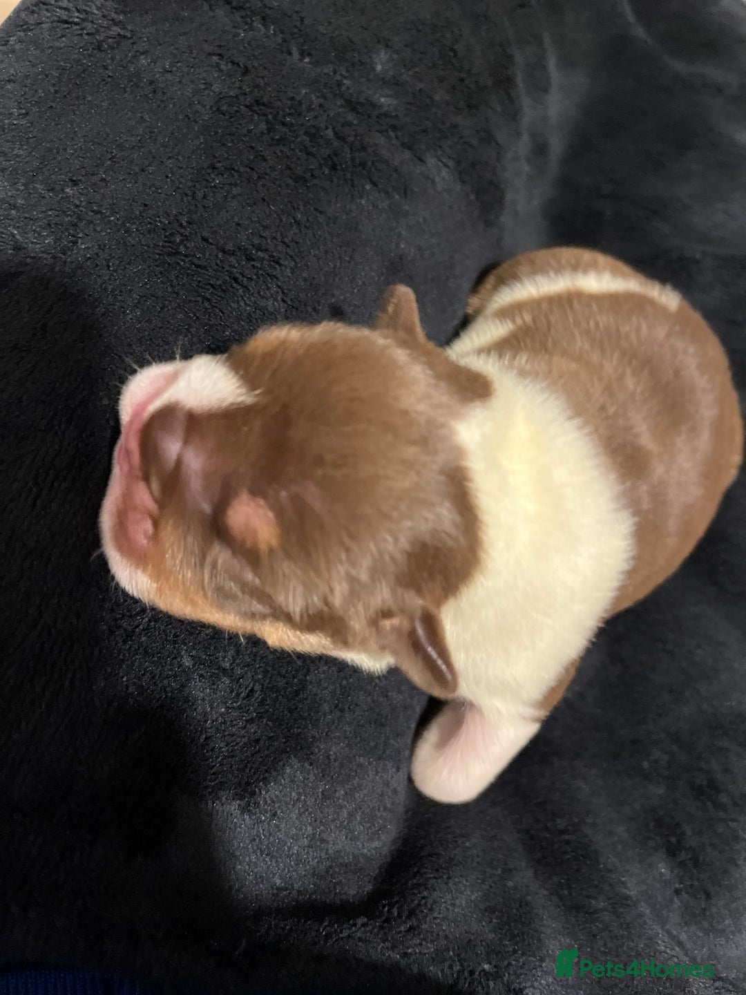 English Bulldog dogs for sale: QC puppies  - Image 24