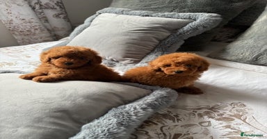 Toy Poodle dogs - Advert 6