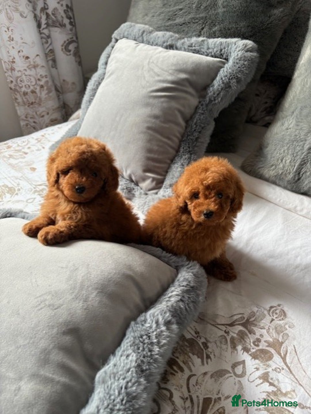 Toy Poodle dogs for sale: Deep Red Toy Poodles - Image 3