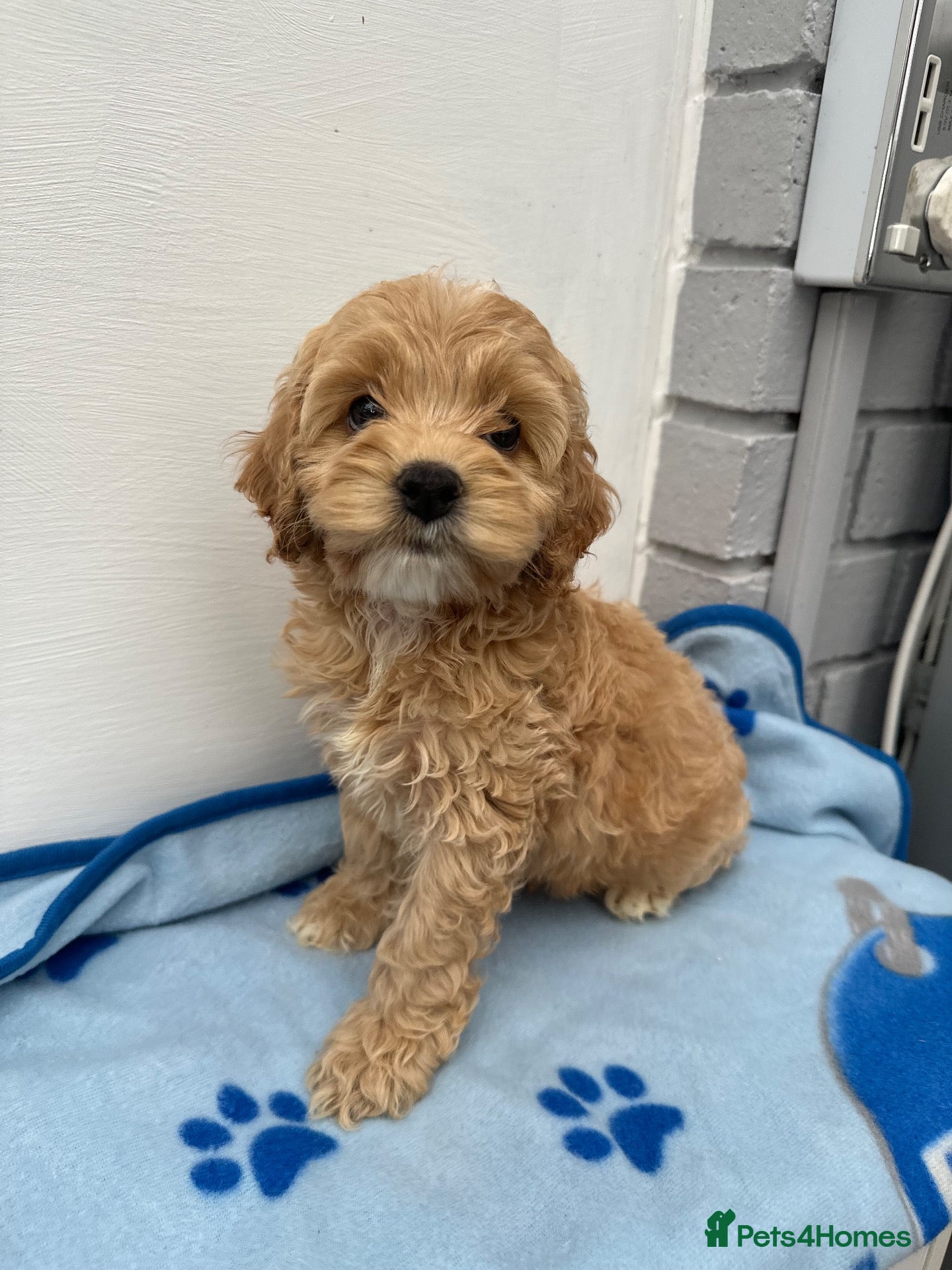 Cockapoo dogs Cockerpoo puppies  - Advert 4