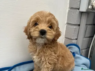 Cockapoo dogs Cockerpoo puppies - Advert 4