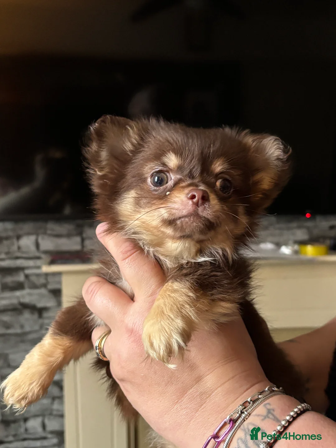 Chihuahua dogs for sale: Beautiful Female Chihuahua Puppy - Advert 1