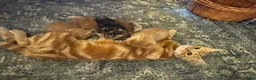 Mixed Breed cats for sale: Beautiful Family-Raised Kittens in Oswestry - Advert 20