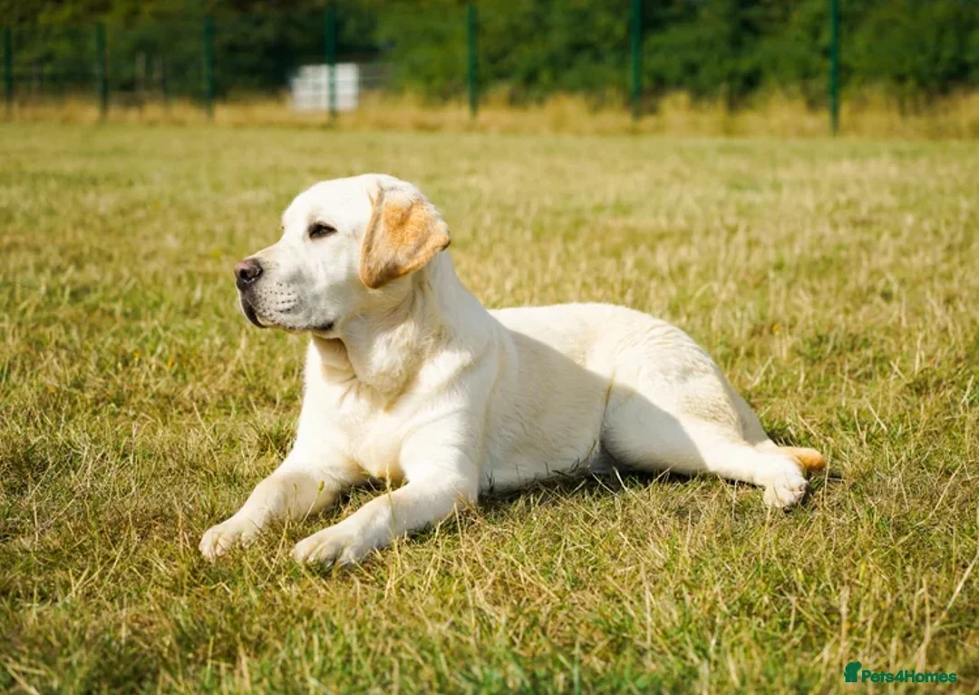 Labrador Retriever dogs for sale: Full Show & Fully health Tested Stud - Advert 6