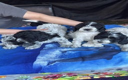 Mixed Breed dogs for sale: Lagotto Romagnolo X Bishon Frise - Image 6