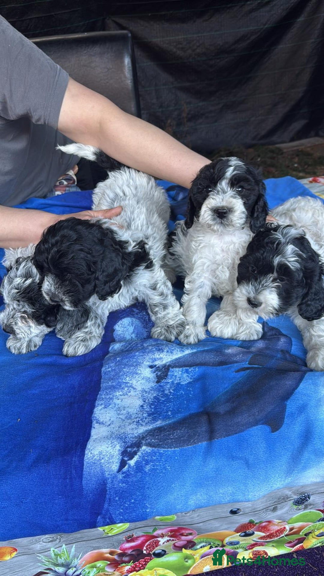Mixed Breed dogs for sale: Lagotto Romagnolo X Bishon Frise - Image 6