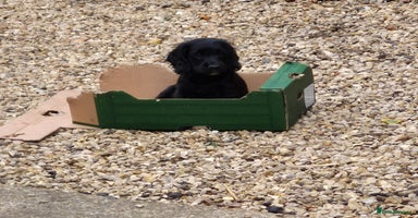 Sprocker dogs - Advert 11