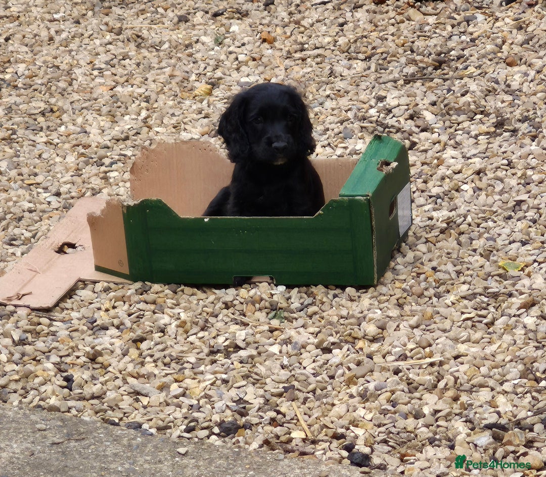 Sprocker dogs for sale: Sprocker - Image 3