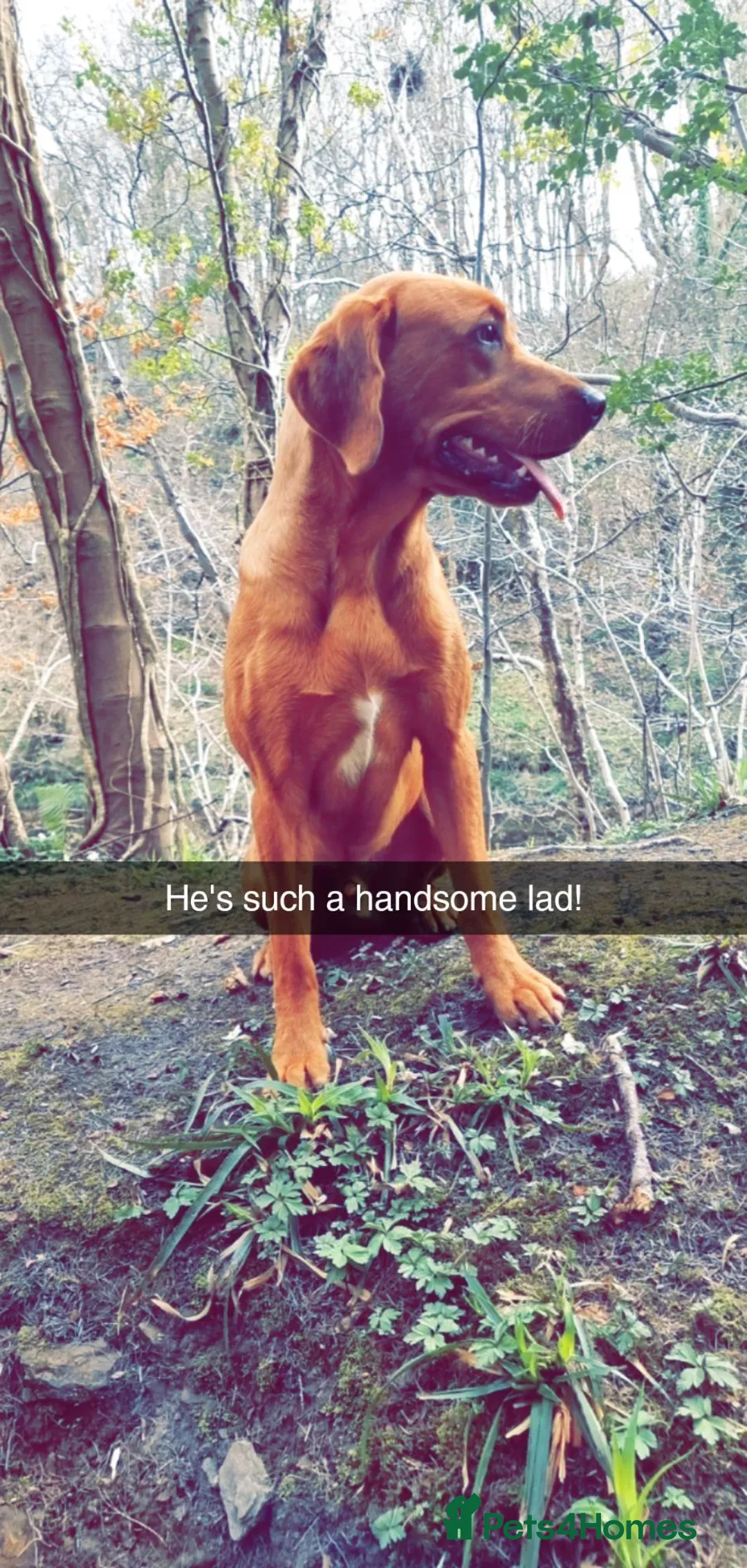 Labrador Retriever dogs for stud: Male Working Fox Red Labrador  in Ashington - Advert 4