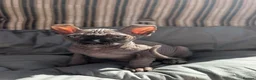 Sphynx cats for sale: Ready for reservation  - Advert 6