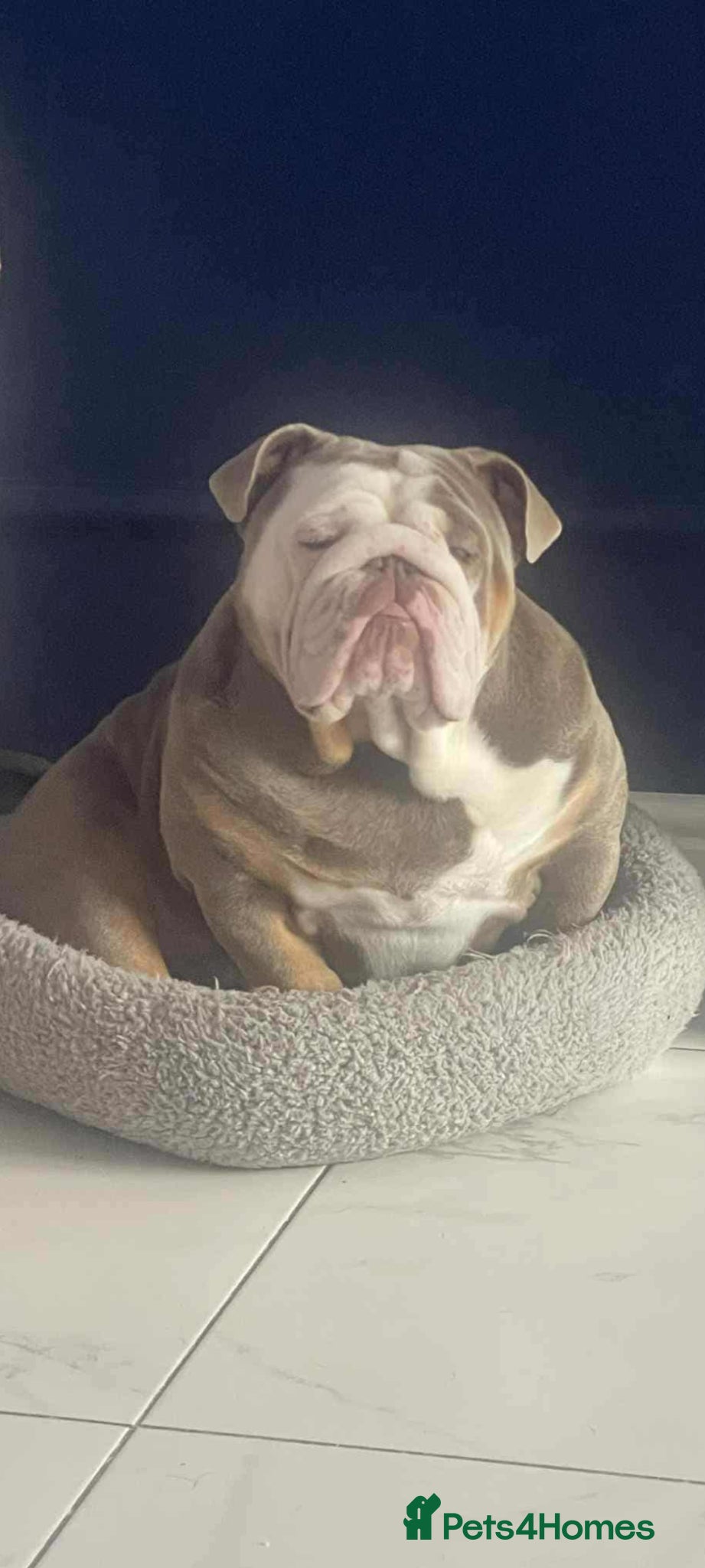 English Bulldog dogs Hudson - Advert 2