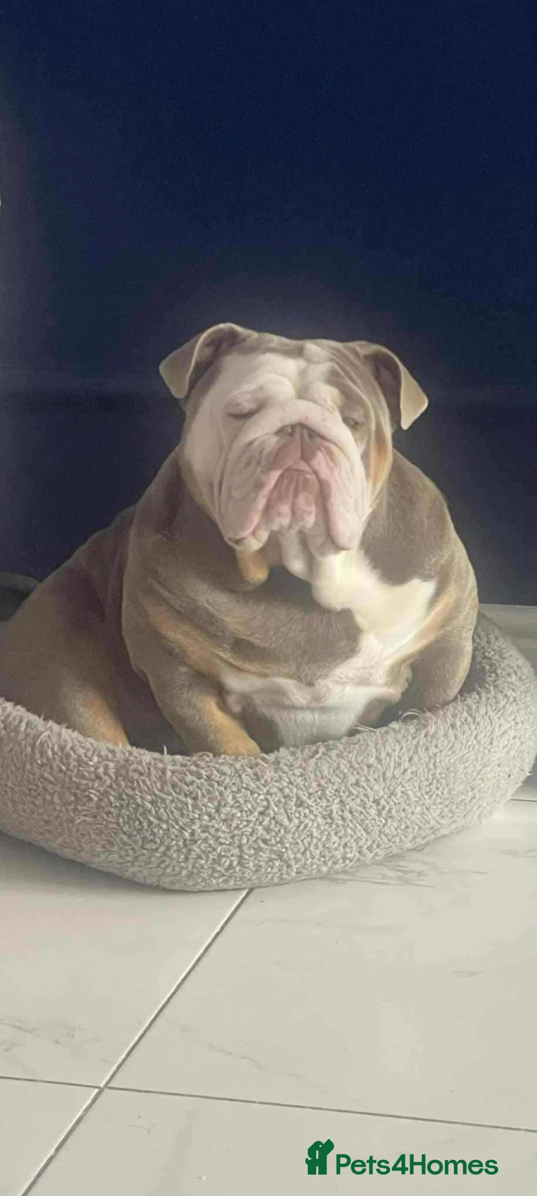 English Bulldog dogs for stud: Hudson in Middlesbrough - Advert 1