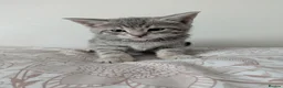 Bengal cats for sale: Bengal kittens Ready to leave now  - Advert 12