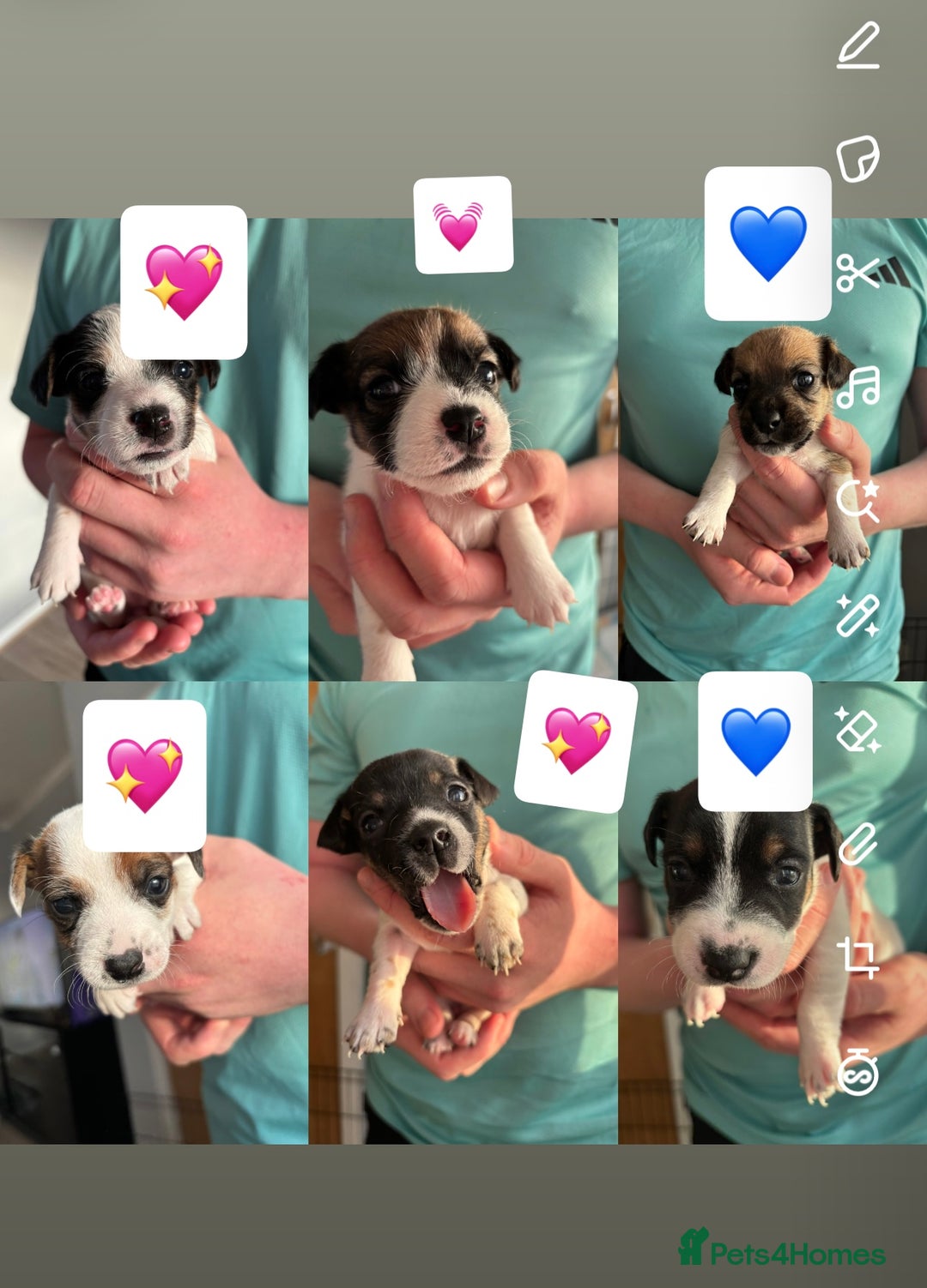 Jack Russell dogs for sale: Jack Russell Pups  - Image 2