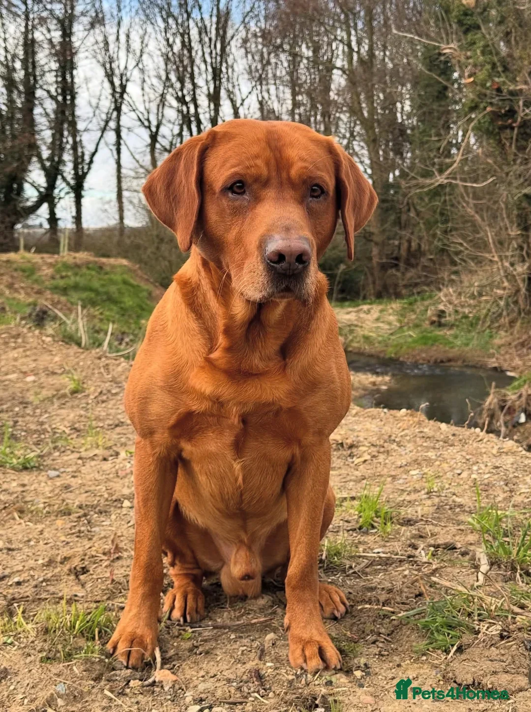 Labrador Retriever dogs for sale: Exceptional KC Reg Labradors – Black & Fox Red - Image 6