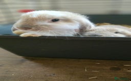 French Lop rabbits for sale: Beautiful French Lop Bunnies - Image 31