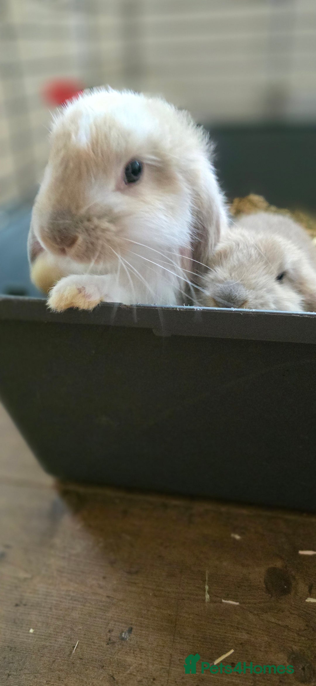 French Lop rabbits for sale: Beautiful French Lop Bunnies - Image 31