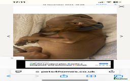 Italian Greyhound dogs for stud: Stud dog . Beautiful Italian greyhound  - Advert 17