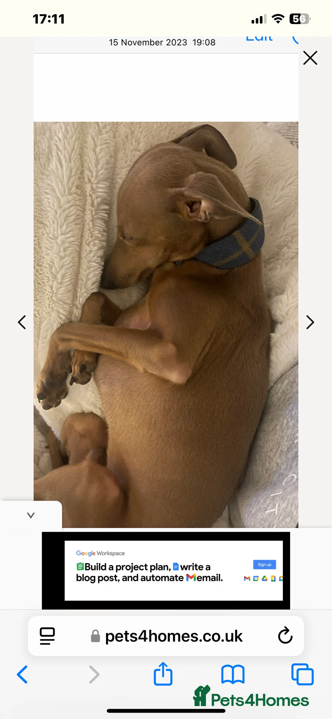 Italian Greyhound dogs for stud: PROVEN Stud dog . Beautiful Italian greyhound  - Advert 17