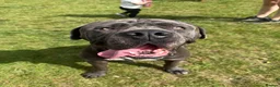 Cane Corso dogs for sale: 🐾 **Cane Corso Boy Looking for His Forever Home🏡 in Keighley - Advert 2