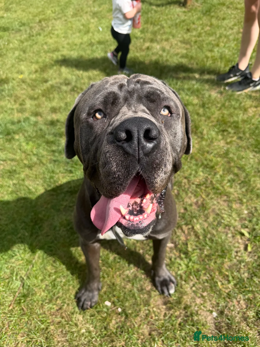Cane Corso dogs for sale: 🐾 **Cane Corso Boy Looking for His Forever Home🏡 in Keighley - Advert 2