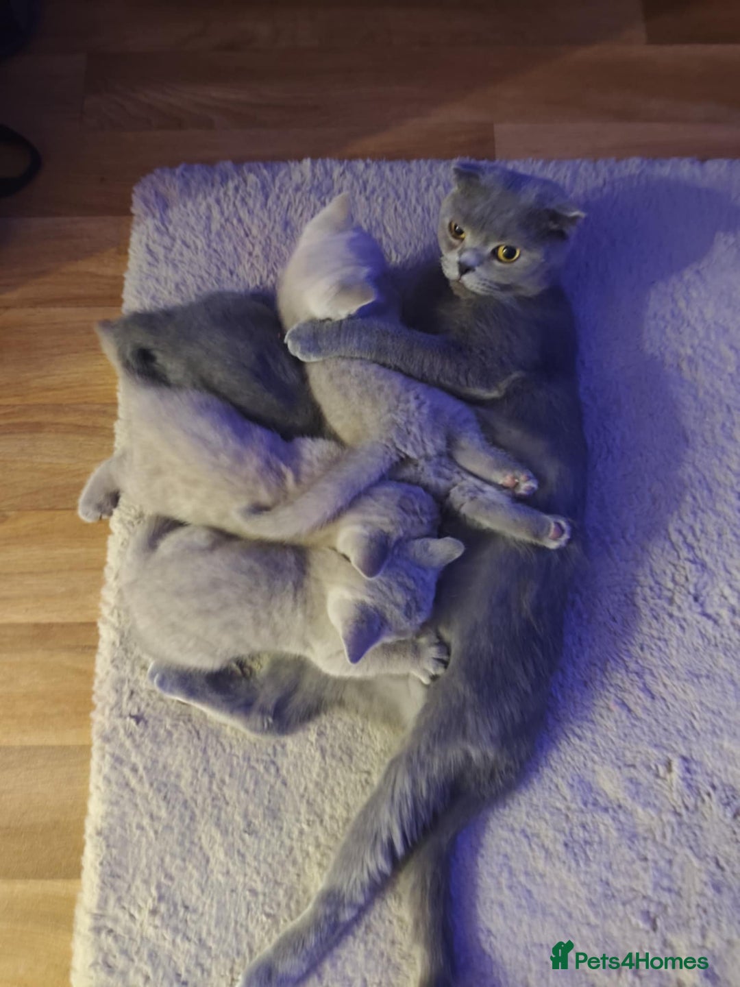 British Shorthair cats for sale: 🐾 4 Scottish Folds are looking loving homes ♥️💫 - Advert 13