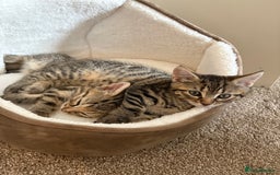 Domestic Shorthair cats for sale: Two Girl Kittens For Sale £100 o.n.o The Pair  - Image 10