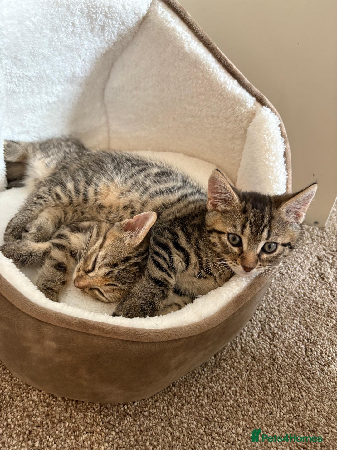 Domestic Shorthair cats for sale: Two Girl Kittens For Sale £100 o.n.o The Pair  - Image 10