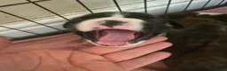 Boxer dogs for sale: KC Registered Boxer Puppies - health tested - Advert 4