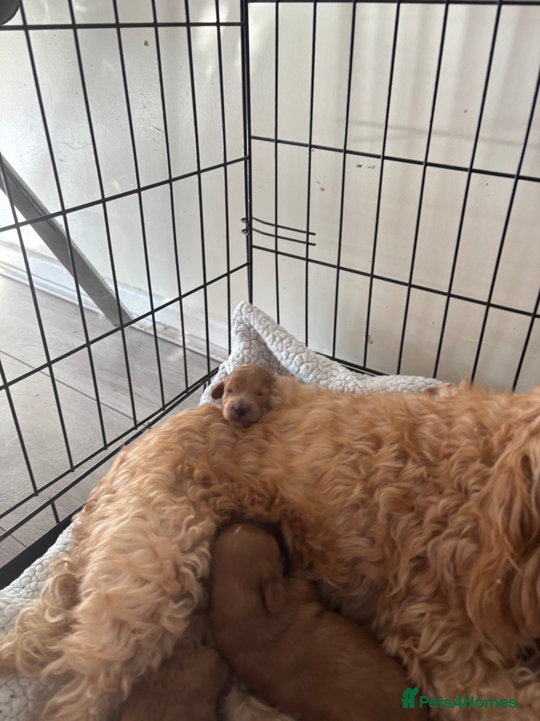 Poochon dogs for sale: Beautiful pups looking for their forever home  - Image 5