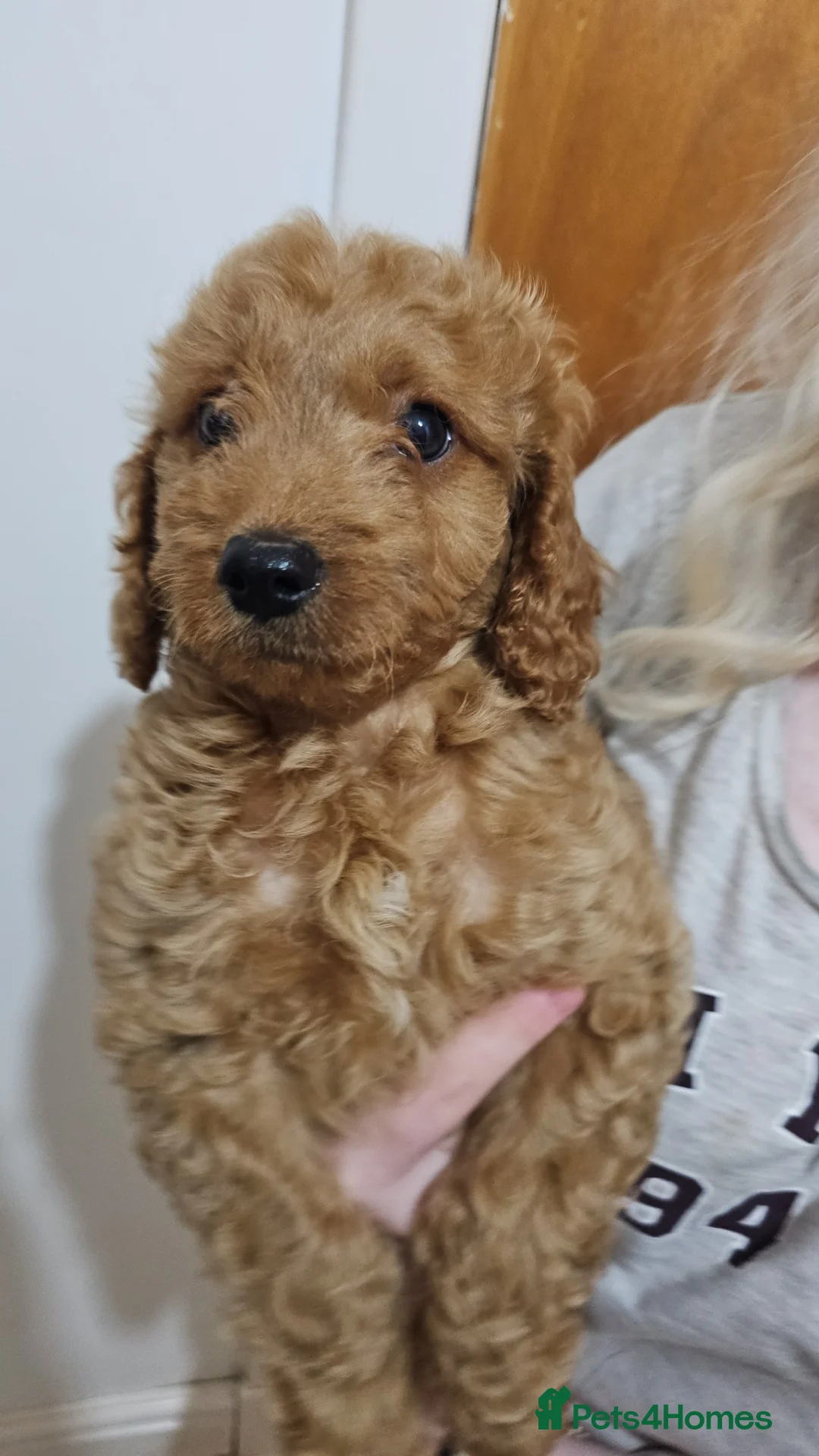 Cavapoo dogs for sale: Last of his litter and needing his forever home!! - Advert 39
