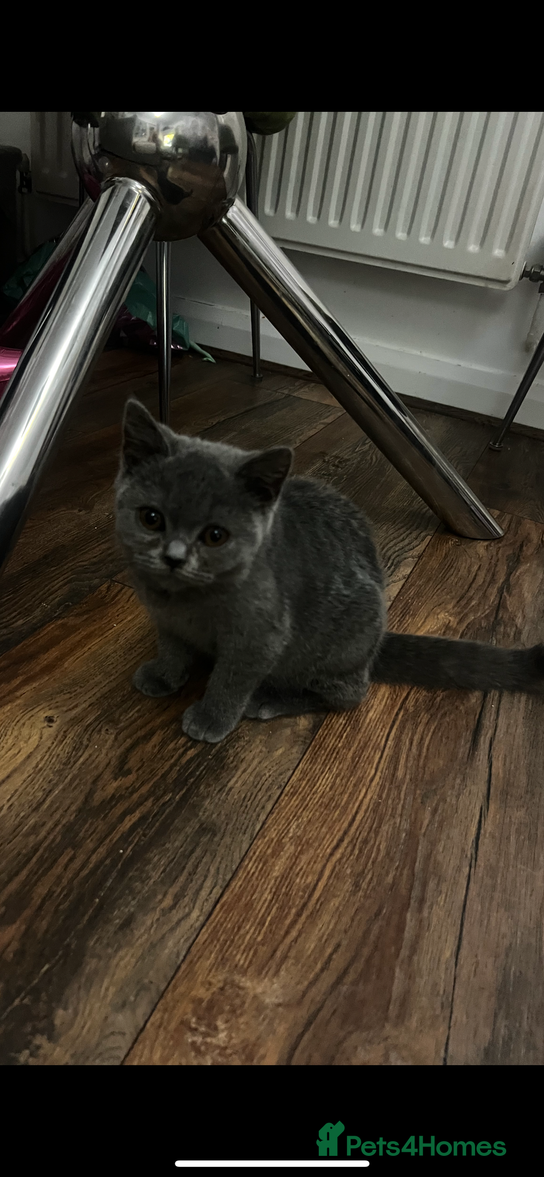 British Shorthair cats for sale: Last 2 stunning kittens BSH ready now - Advert 2
