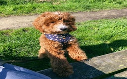 Aussiedoodle dogs for sale: Adorable Aussiedoodle Puppy Lottie for Adoption - Image 7