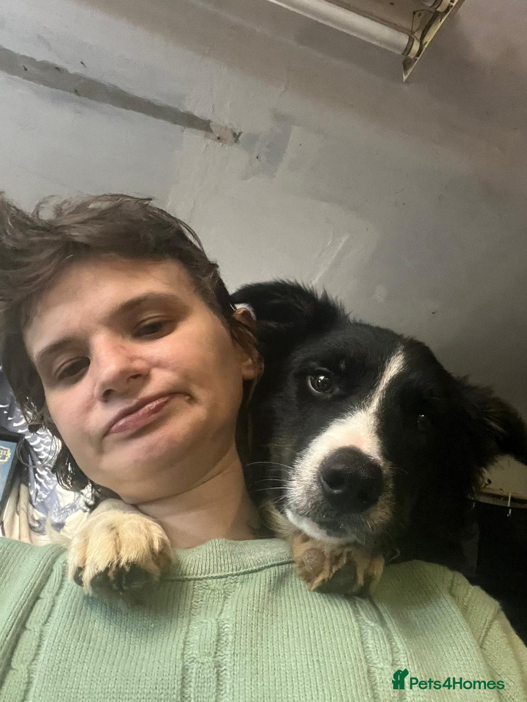 Border Collie dogs for adoption: Meet LOKI !  He desperately needs a Loving Home ! - Image 7
