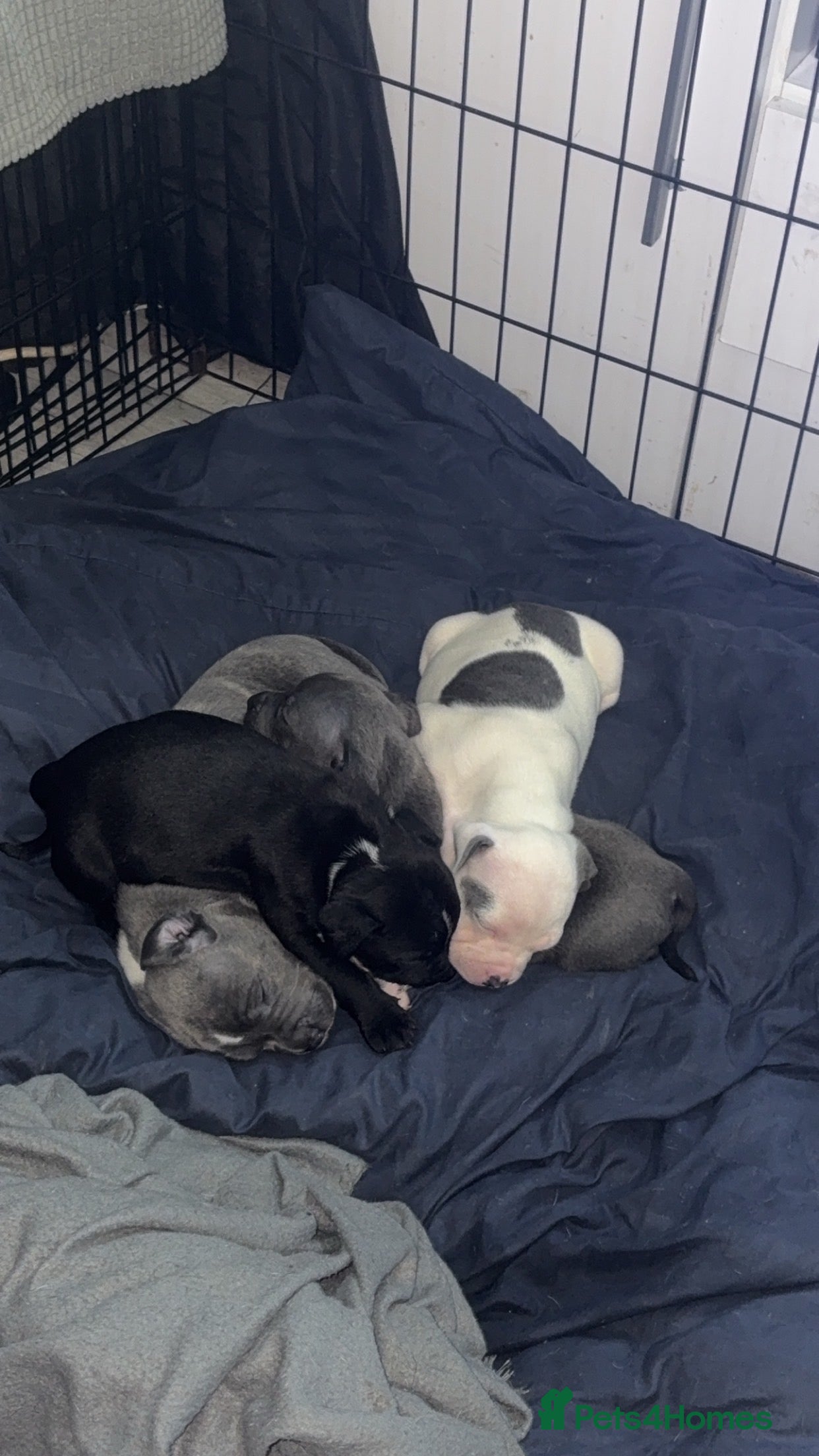 Staffordshire Bull Terrier dogs Staffy pups for sale  - Advert 2