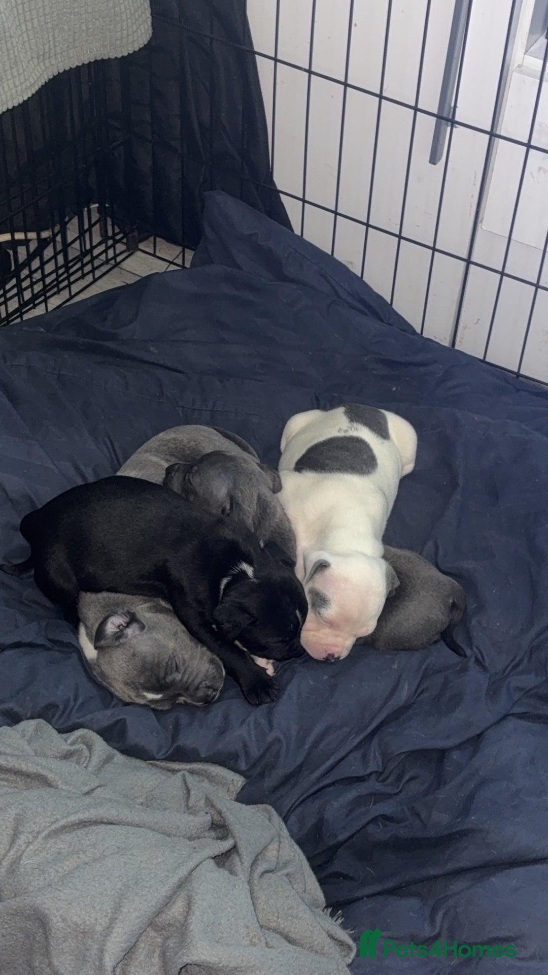 Staffordshire Bull Terrier dogs for sale: Staffy pups for sale  - Advert 1