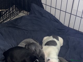 Staffordshire Bull Terrier dogs Staffy pups for sale - Advert 9