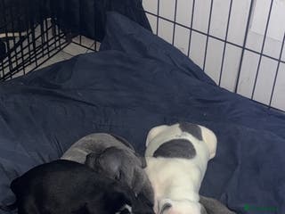 Staffordshire Bull Terrier dogs Staffy pups for sale - Advert 1