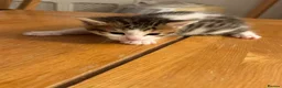 Mixed Breed cats for sale: 🐾 3 Beautiful Bengal Mix Kittens - Advert 8
