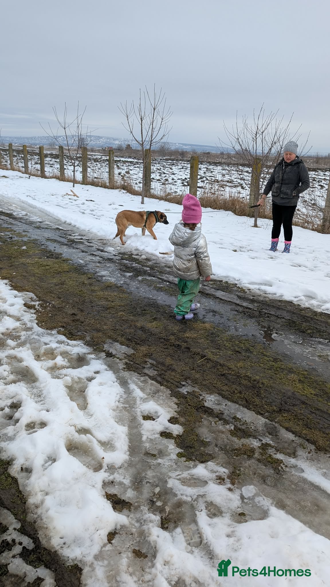 Mixed Breed dogs Norman for adoption - Advert 1