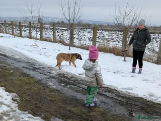 Mixed Breed dogs Norman for adoption - Advert 1