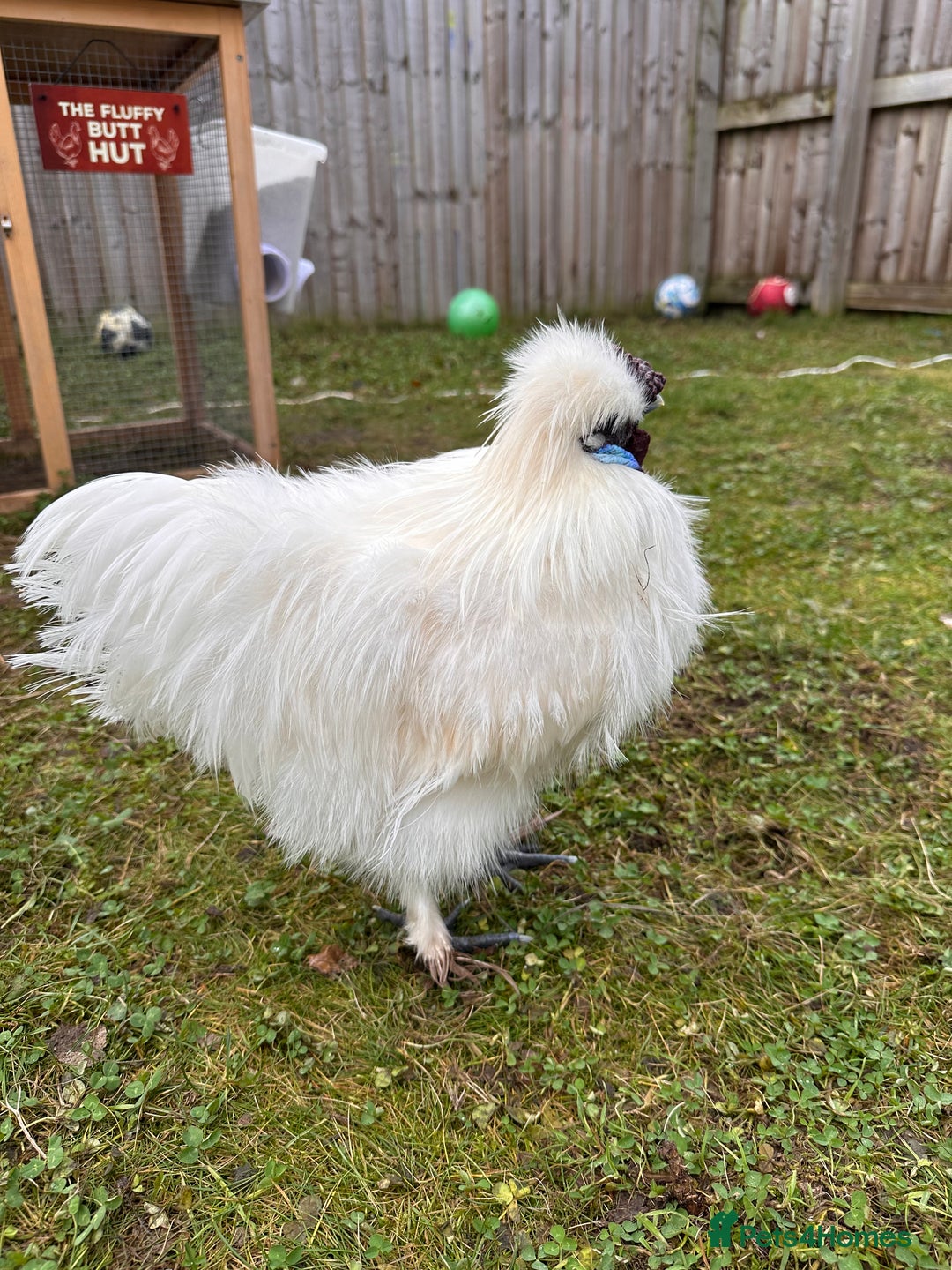 Chickens poultry for sale: Silkie Roosters  - Advert 9