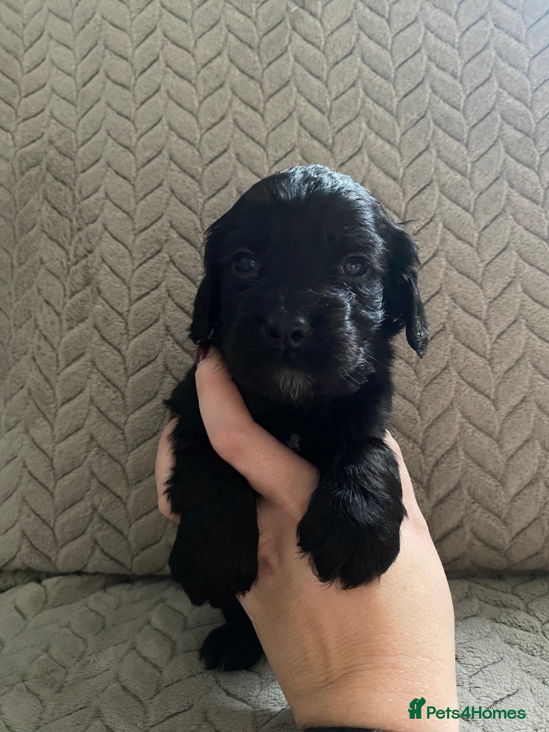 Cocker Spaniel dogs for sale: Working cocker spaniel puppies  - Image 19