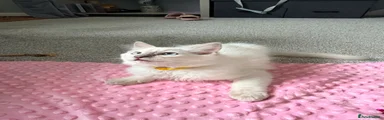 Lilac point male £1400